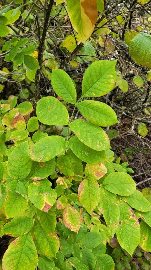 Fraxinus Latifolia