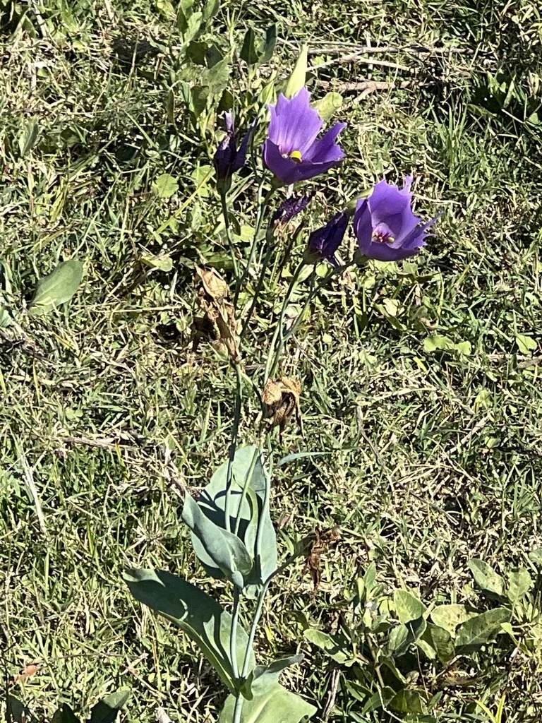 Eustoma Grandiflorum