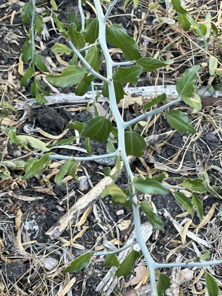 Ziziphus Obtusifolia