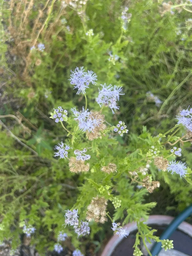Conoclinium Greggii