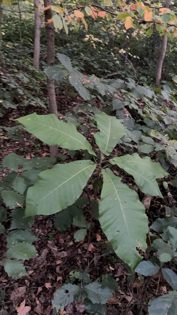 Magnolia Macrophylla