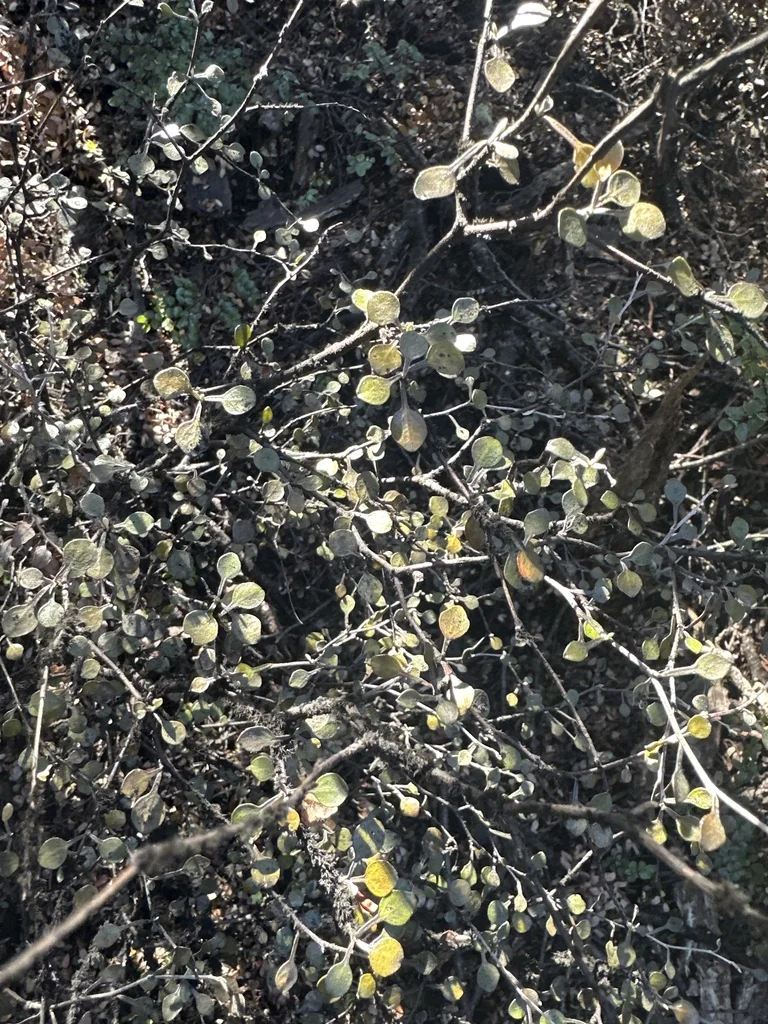 Corokia Cotoneaster