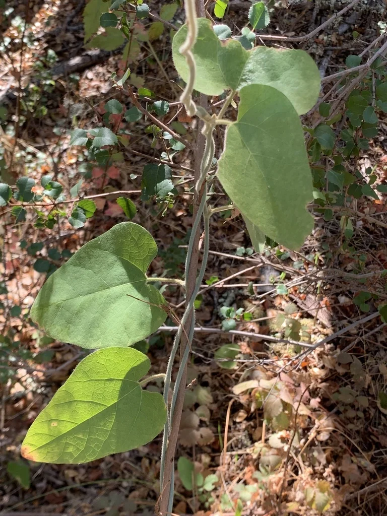 Aristolochia Californica