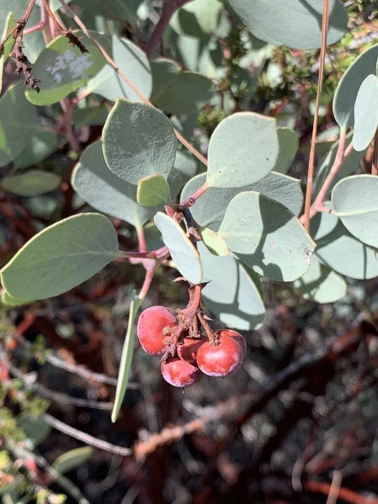 Arctostaphylos Viscida