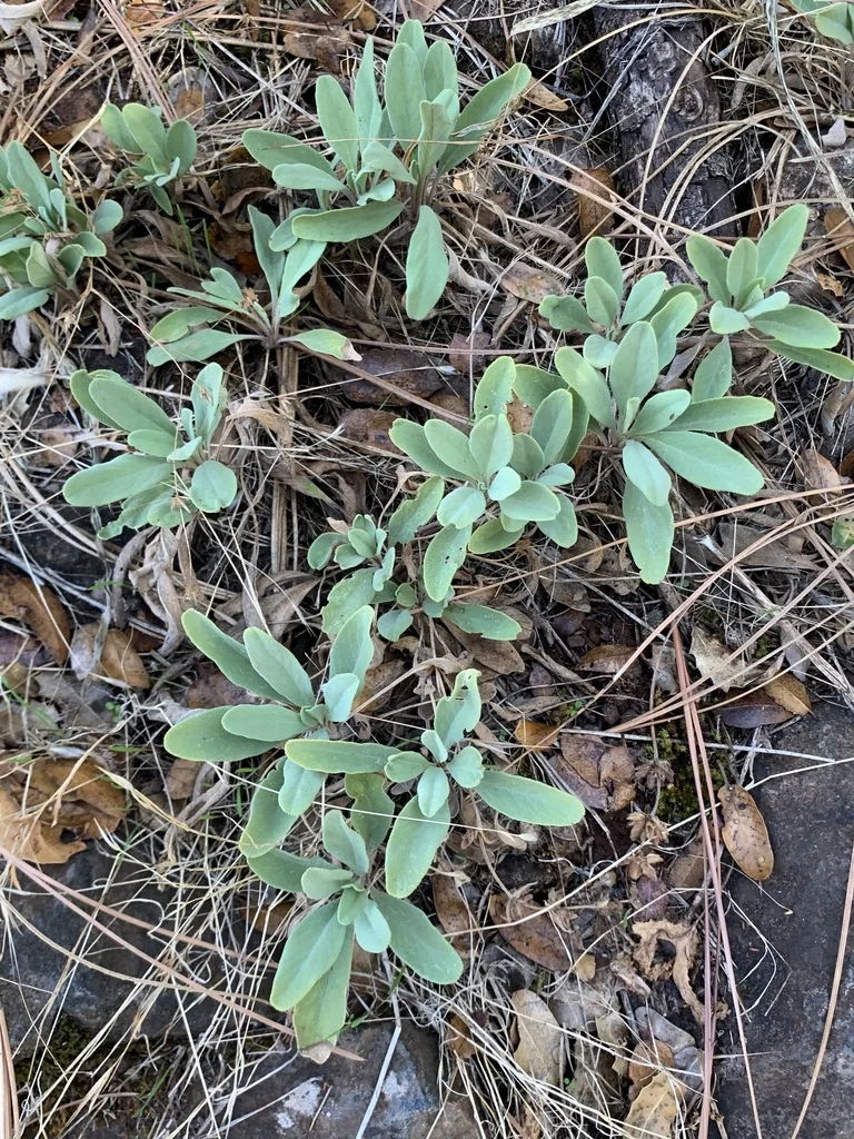 Salvia Sonomensis