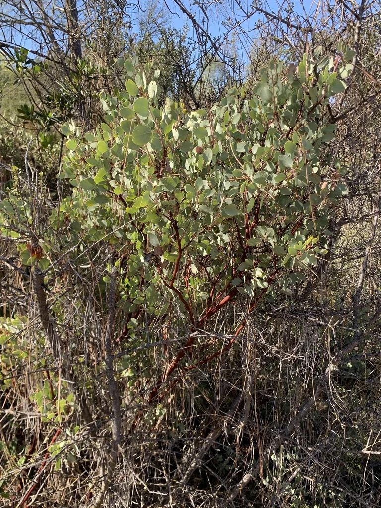 Arctostaphylos Viscida
