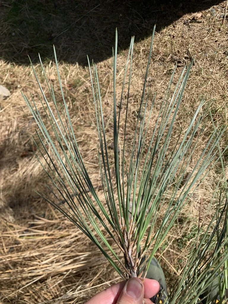 Pinus Sabiniana