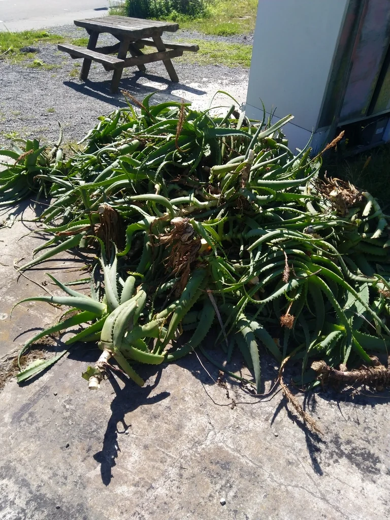 Aloe Arborescens