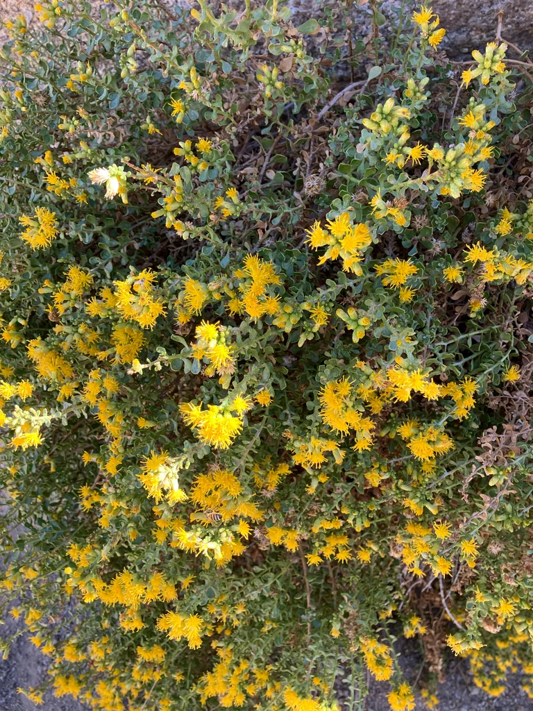 Ericameria Cuneata