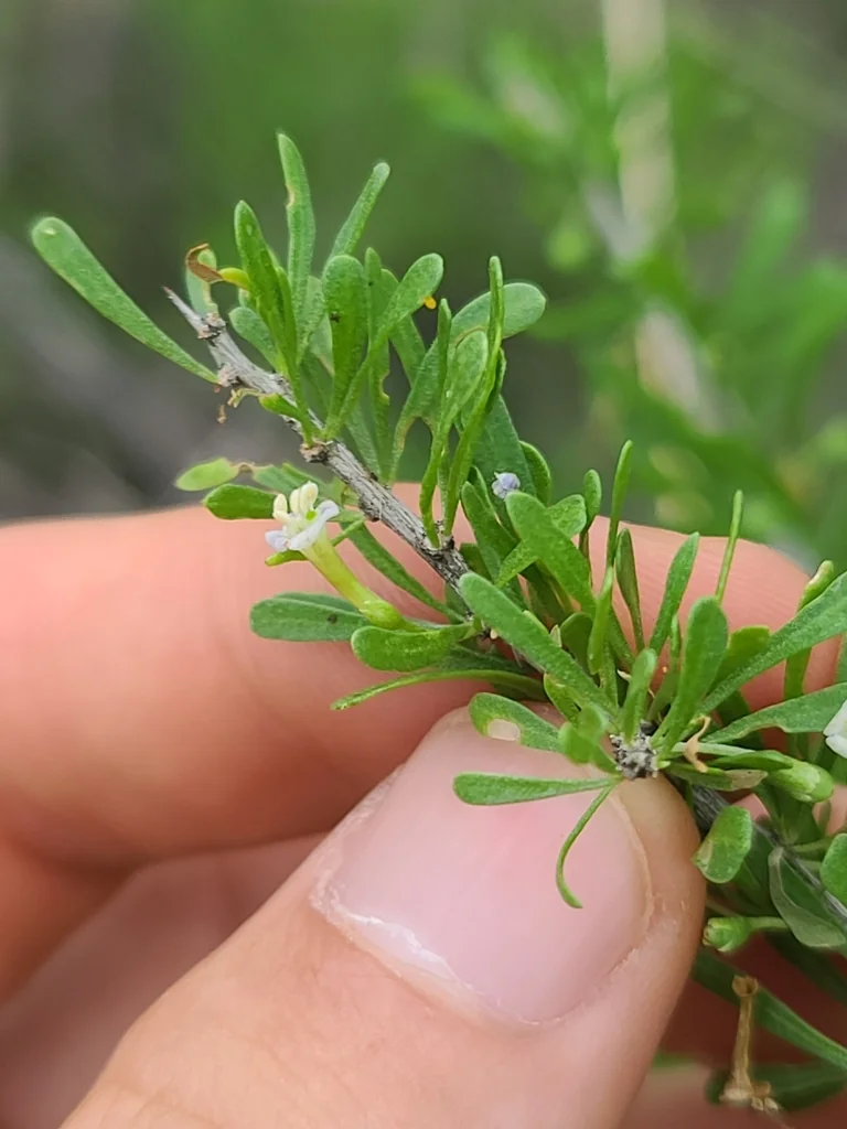 Lycium Andersonii