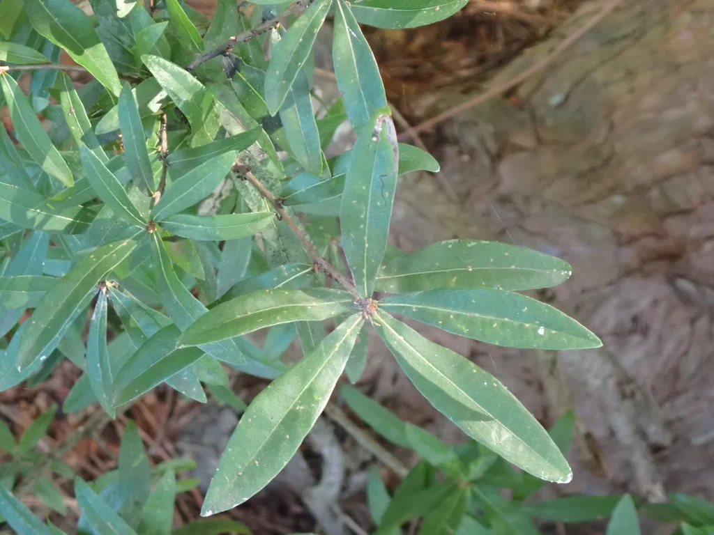 Quercus laurifolia