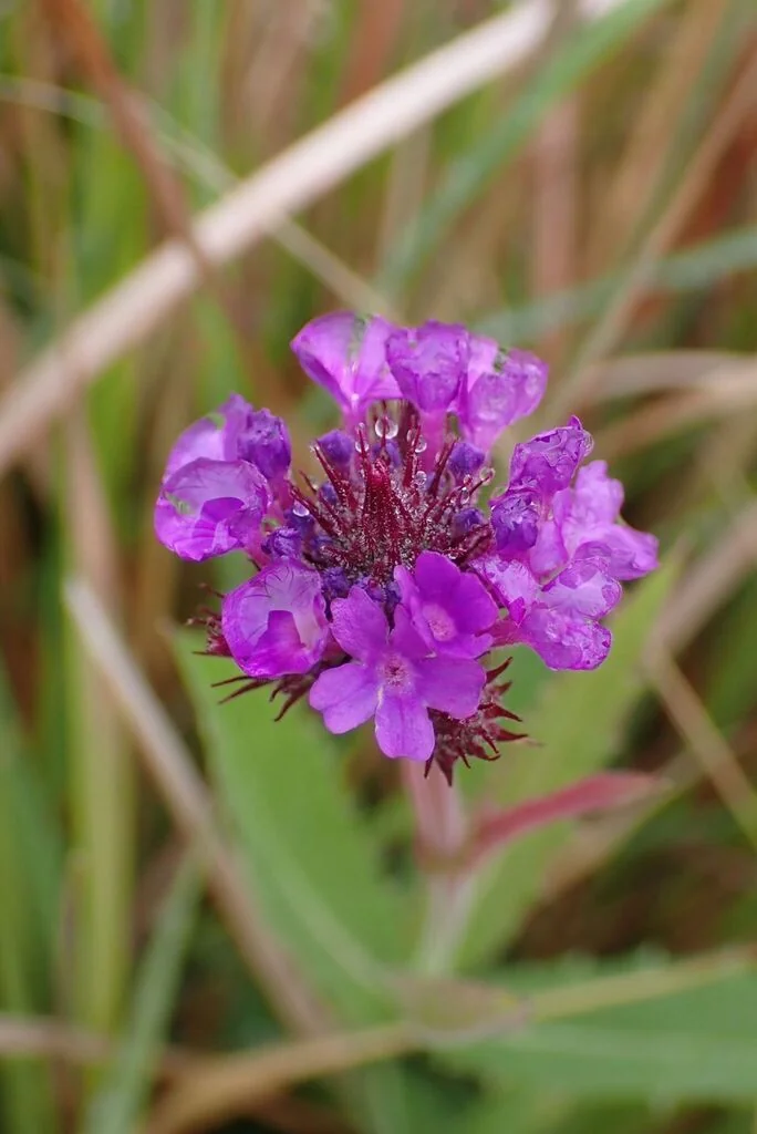 Verbena Rigida
