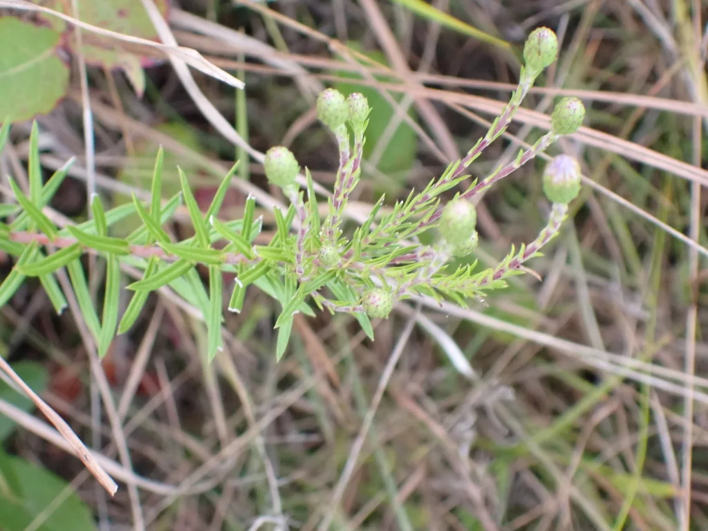 Ionactis linariifolius