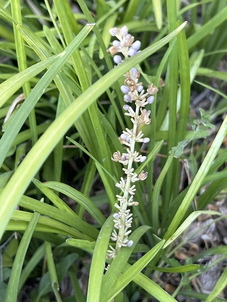 Liriope Muscari