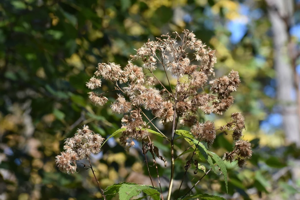 Eupatorium Purpureum