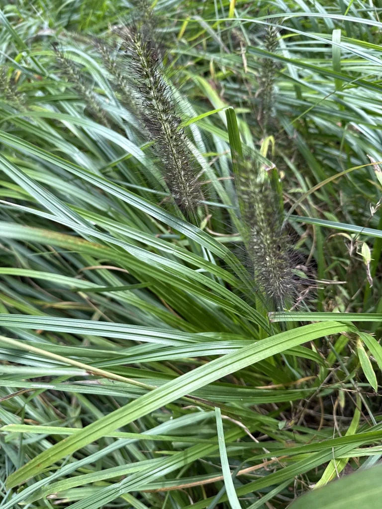 Pennisetum alopecuroides