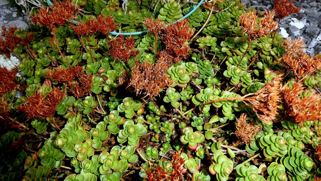 Sedum spurium