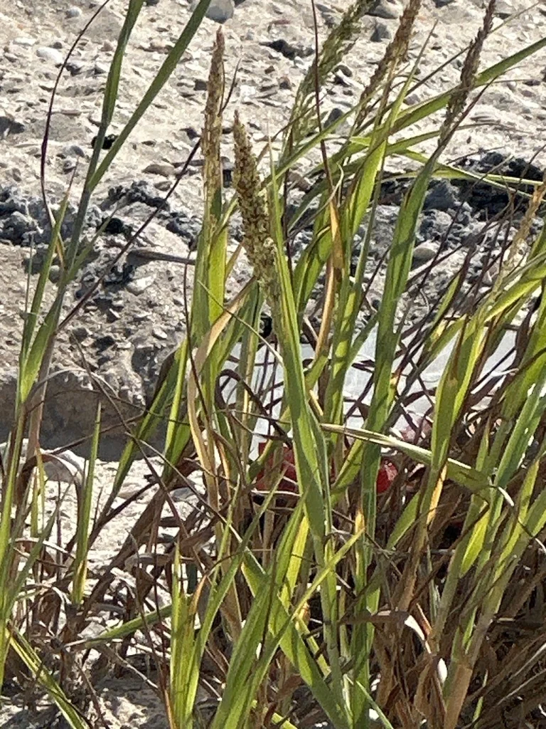 Panicum Amarum