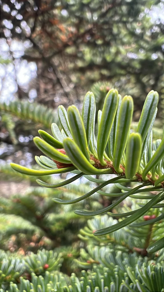 Abies Fraseri