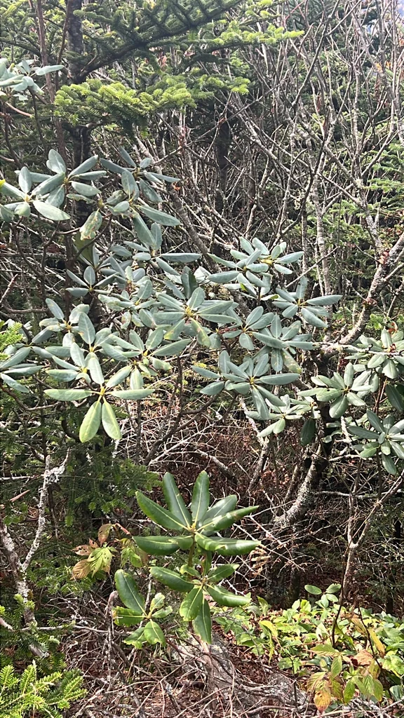 Rhododendron Catawbiense