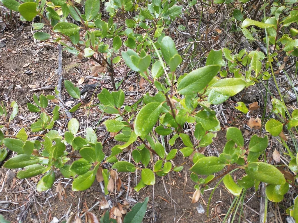 Garrya Fremontii