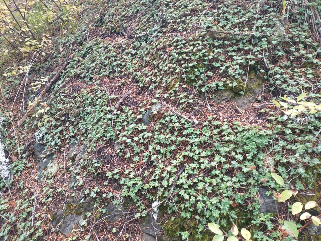 Sedum Oreganum