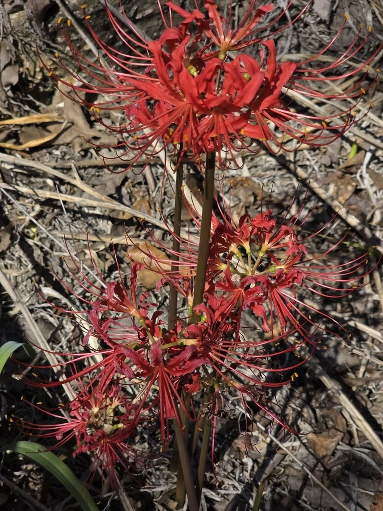 Lycoris Radiata