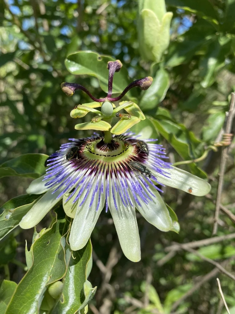 Passiflora Caerulea