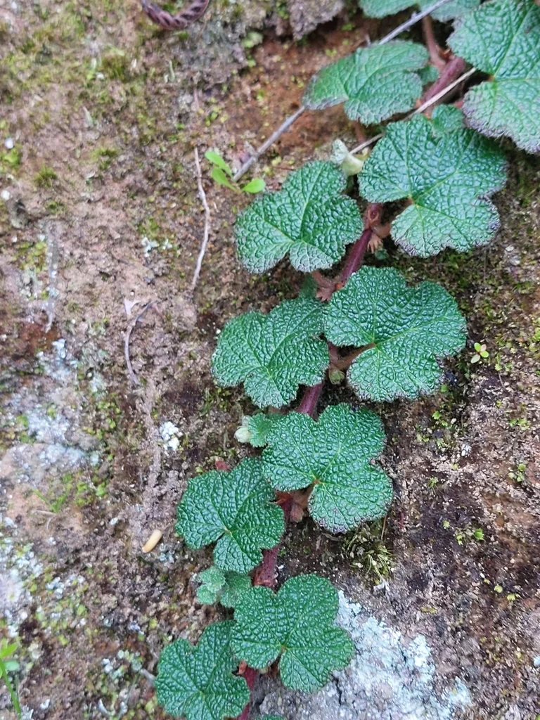 Rubus Pentalobus