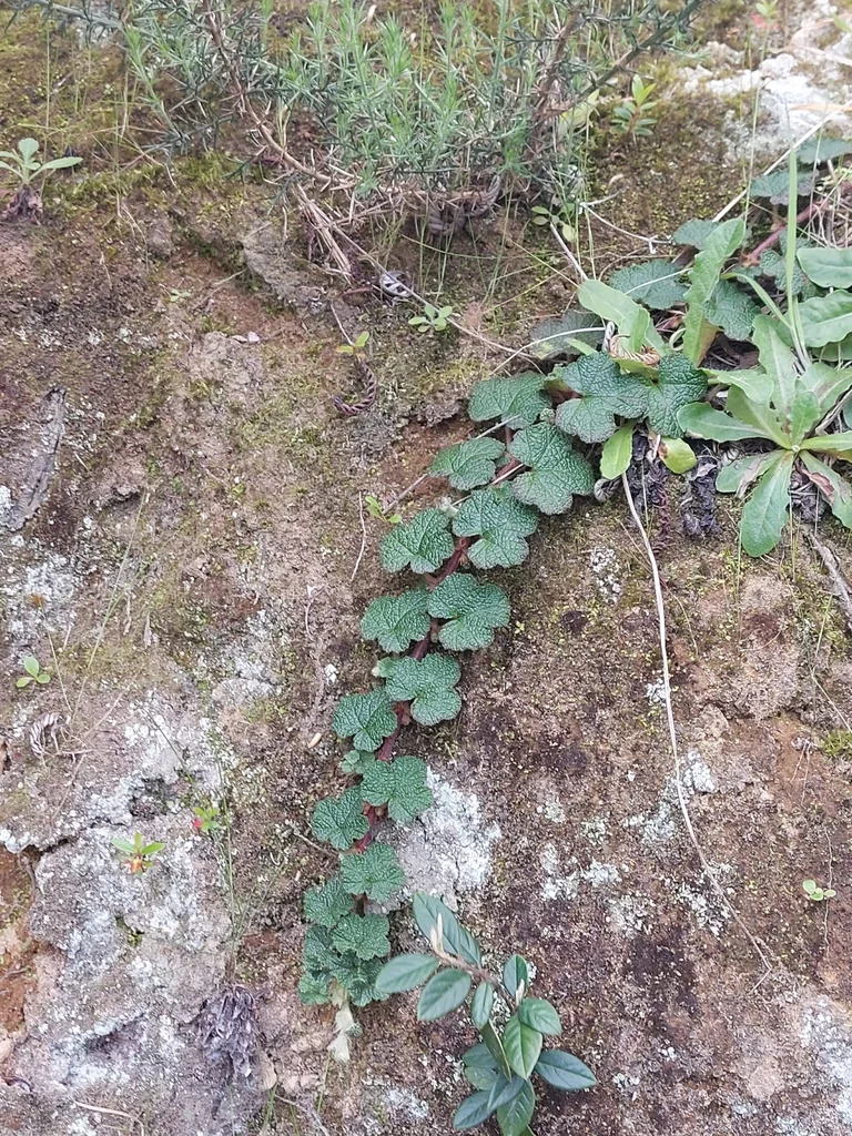 Rubus Pentalobus