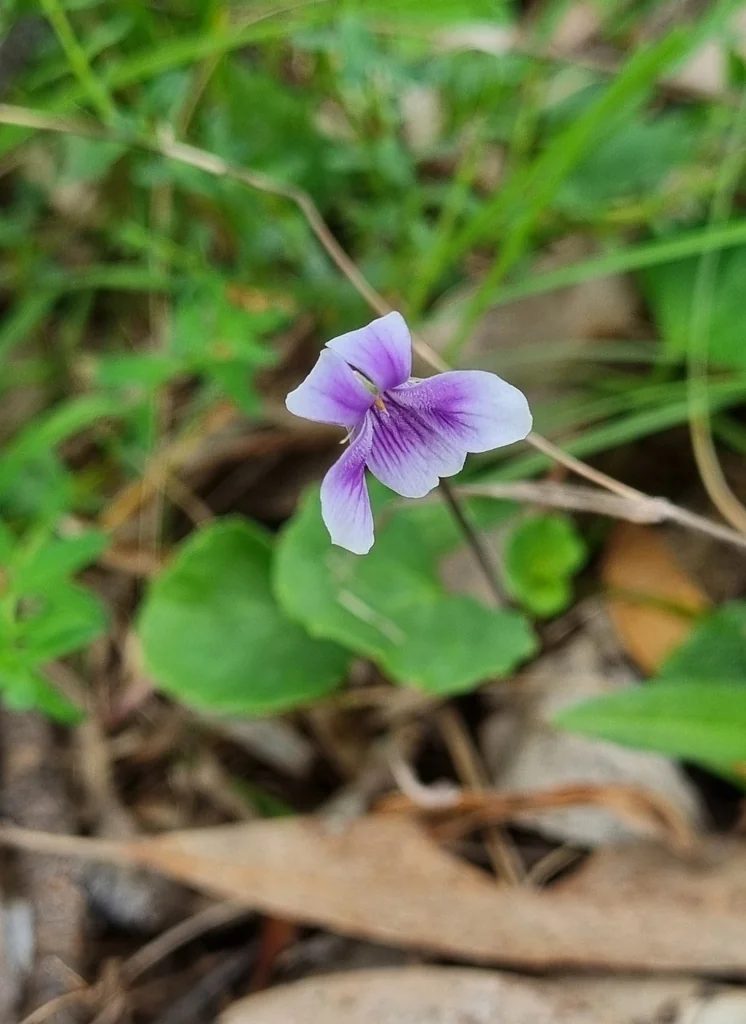 Viola hederacea
