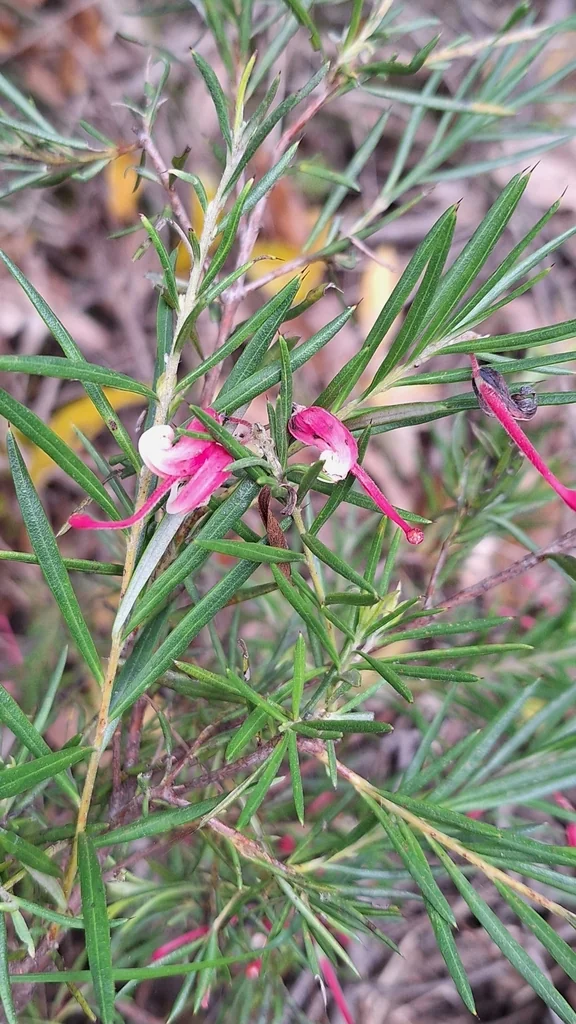 Grevillea Lavandulacea
