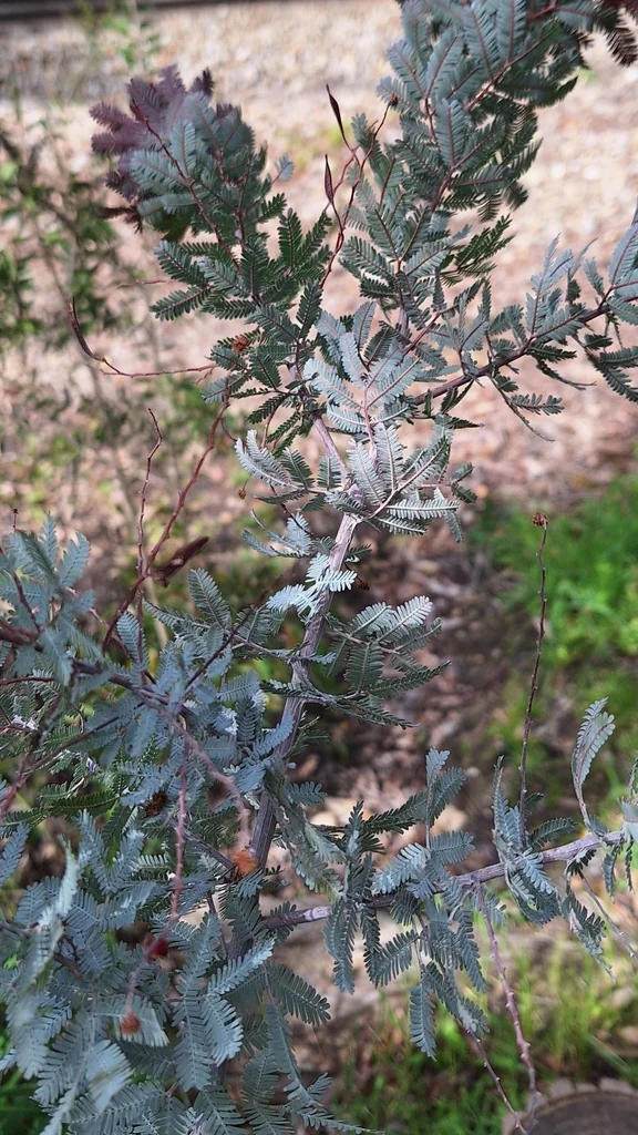 Acacia Baileyana