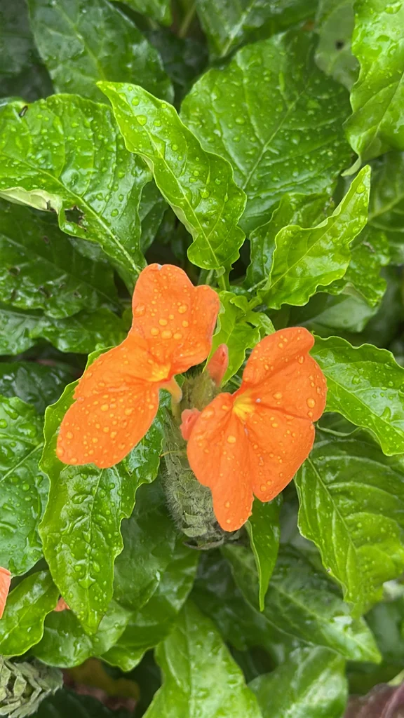 Crossandra Infundibuliformis