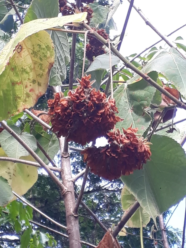 Dombeya Wallichii