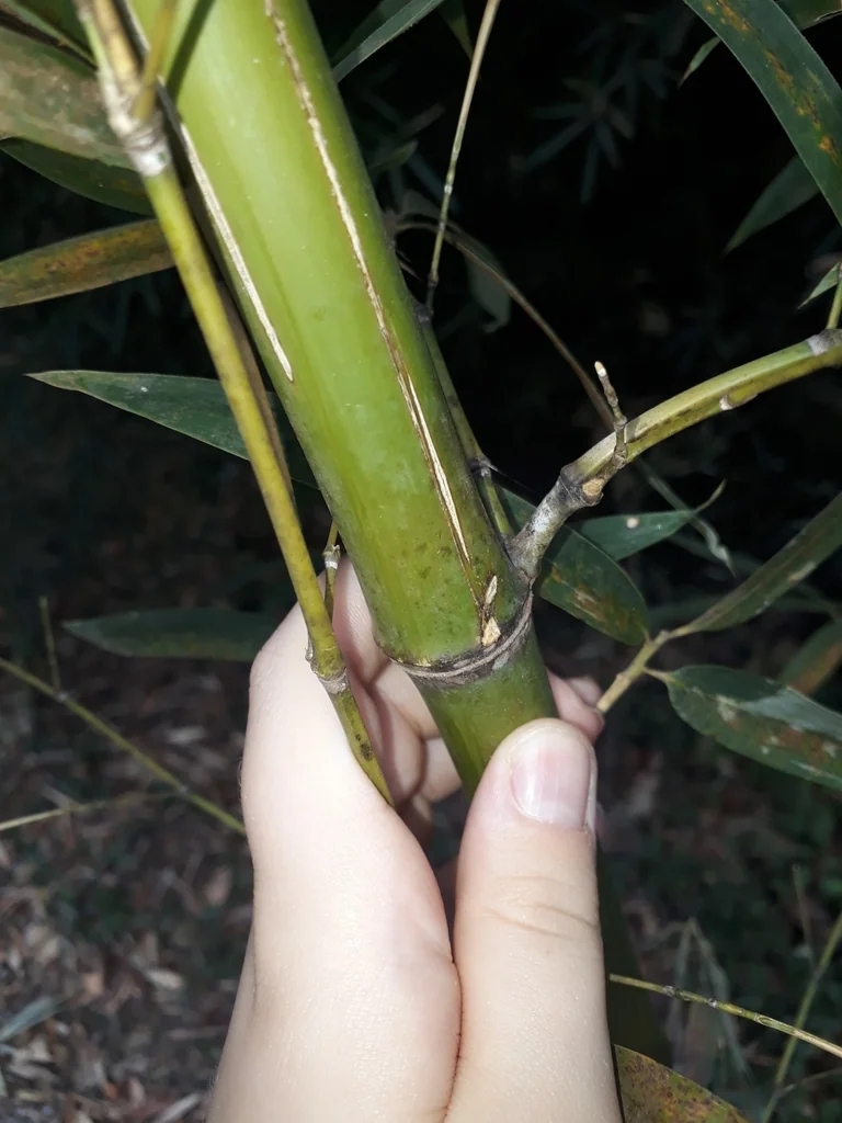 Phyllostachys Aurea