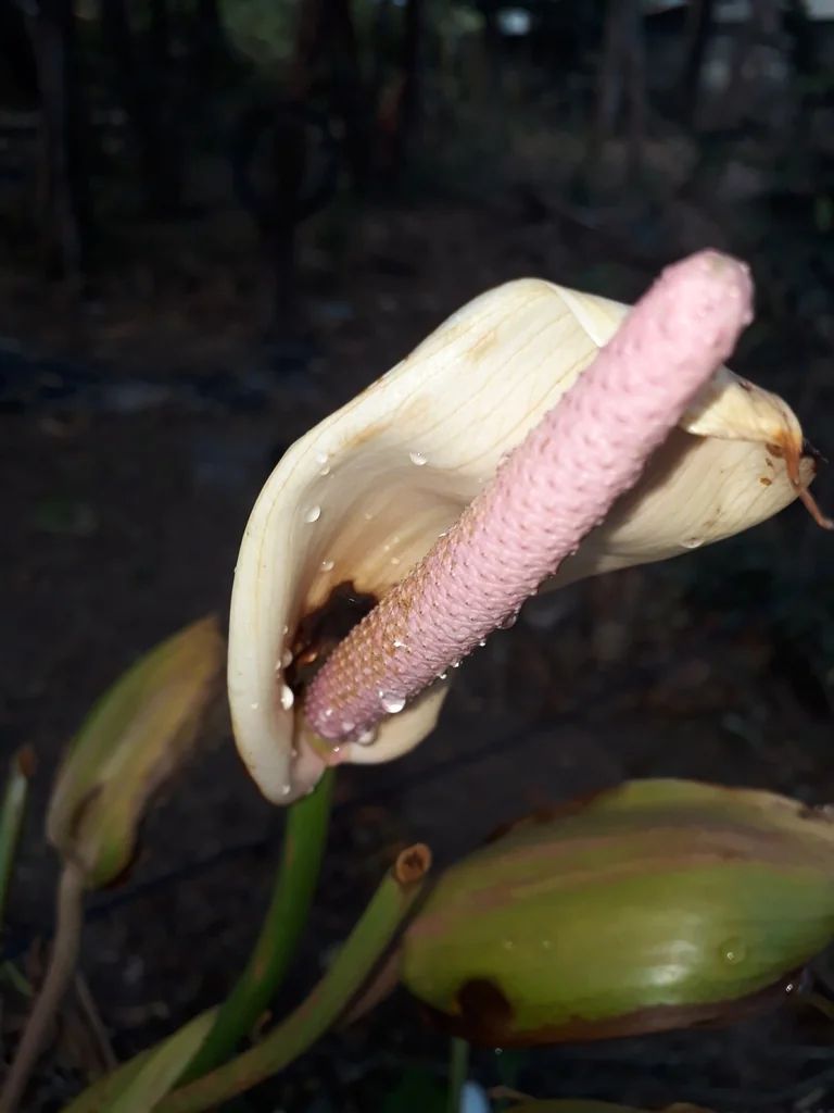 Anthurium Andraeanum