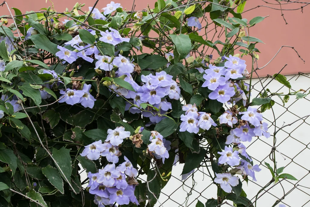 Thunbergia Grandiflora