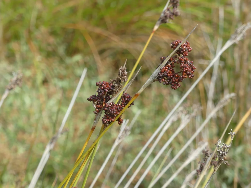 Juncus Acutus