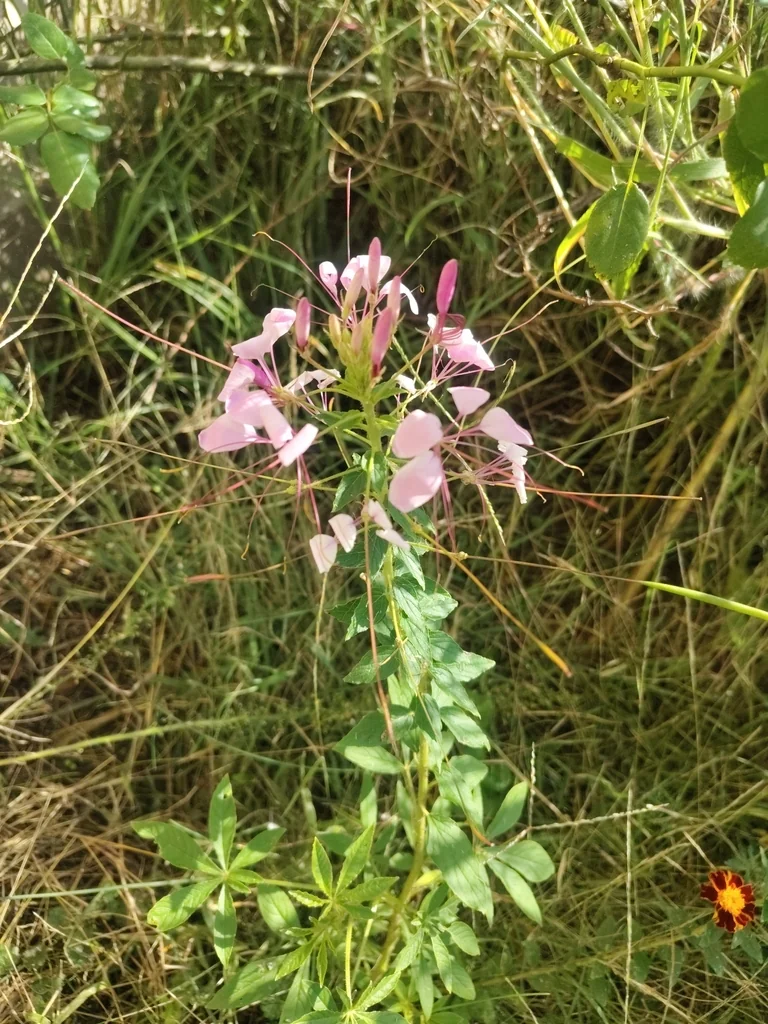 Cleome hassleriana