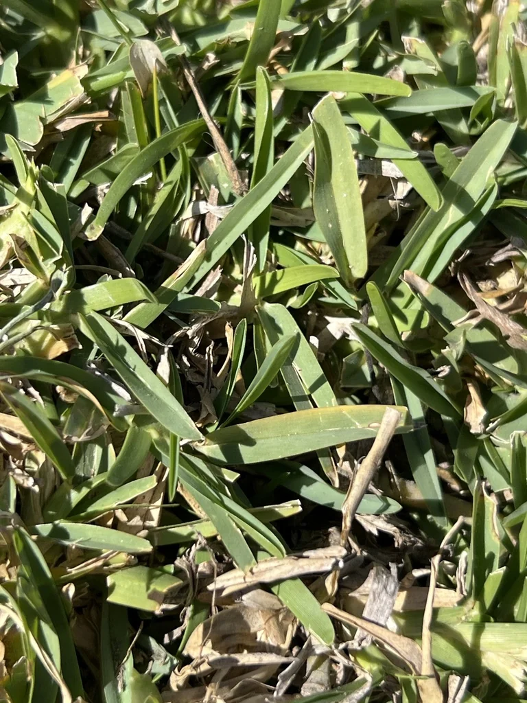 Stenotaphrum Secundatum