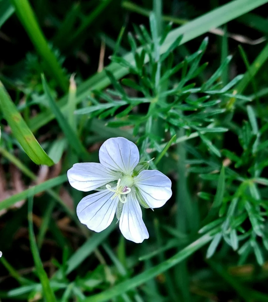 Geranium Incanum