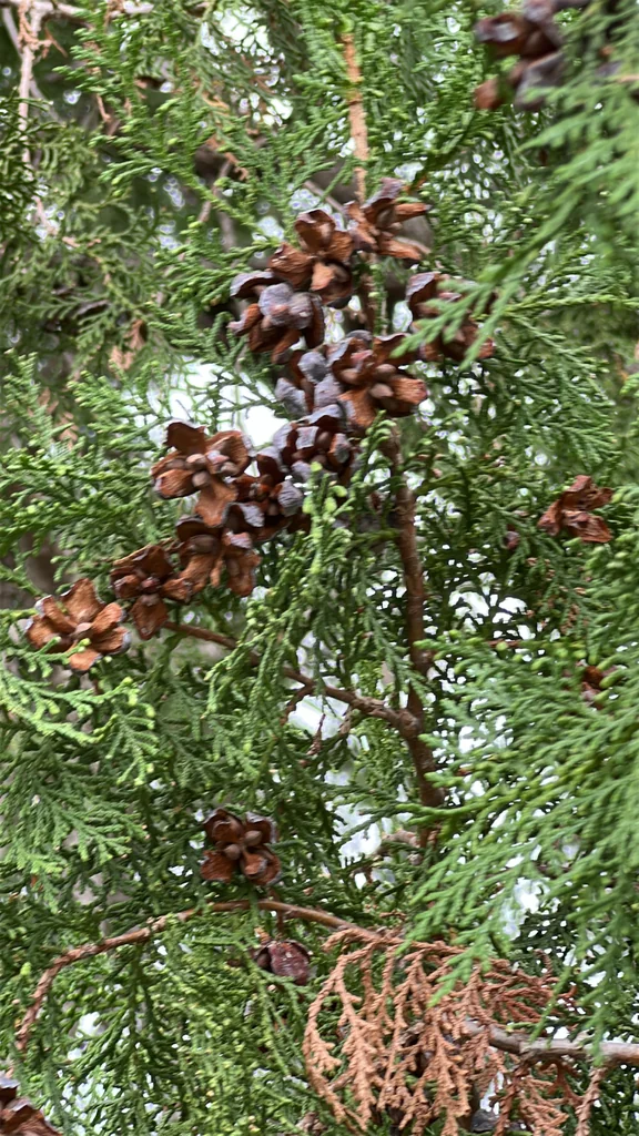 Platycladus Orientalis
