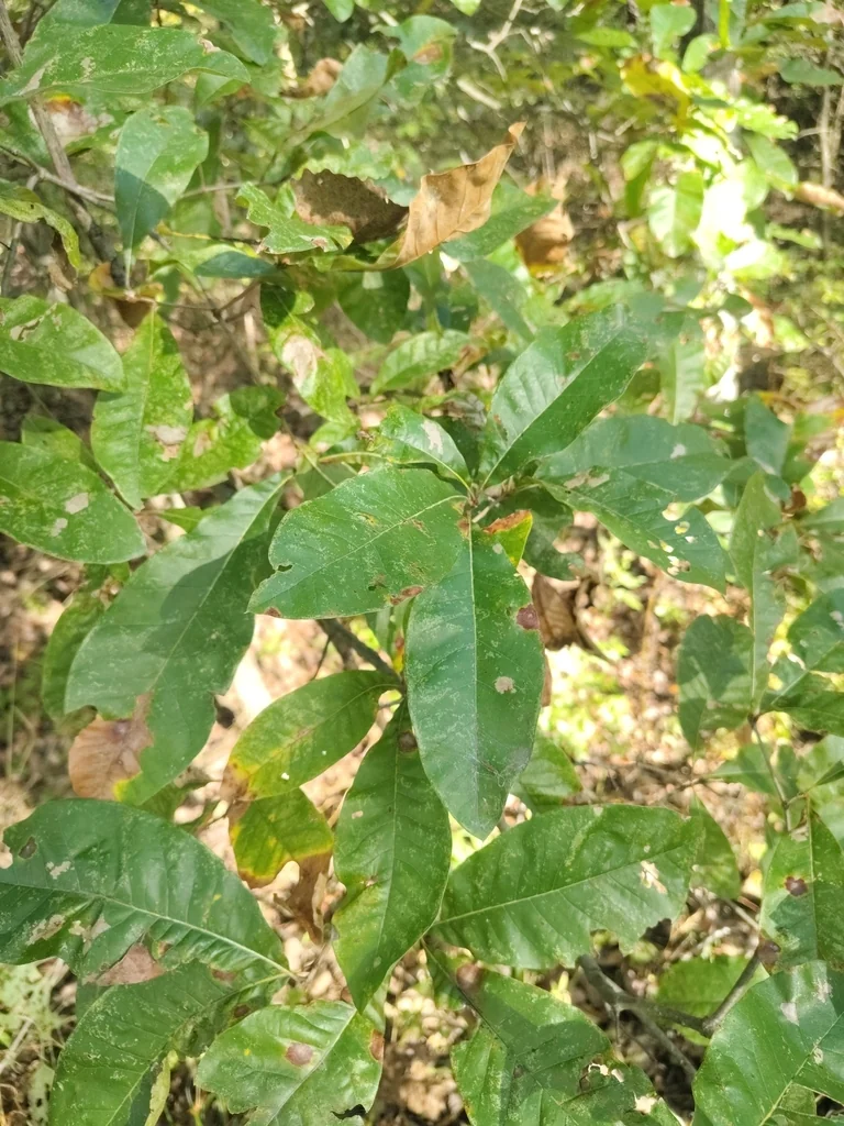 Quercus Imbricaria