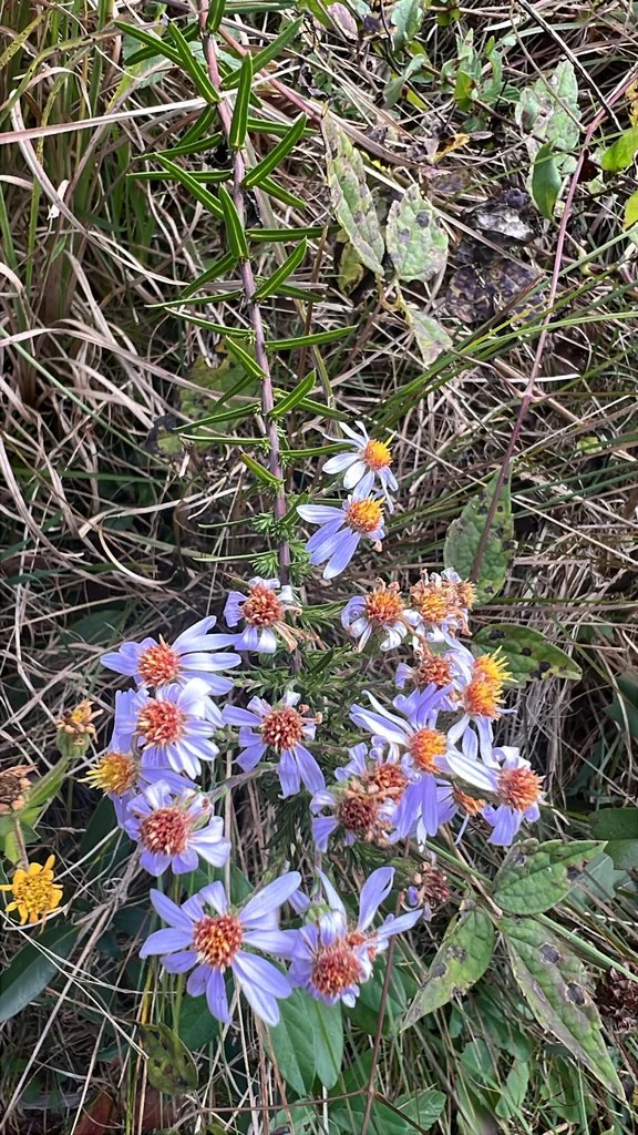 Ionactis linariifolius