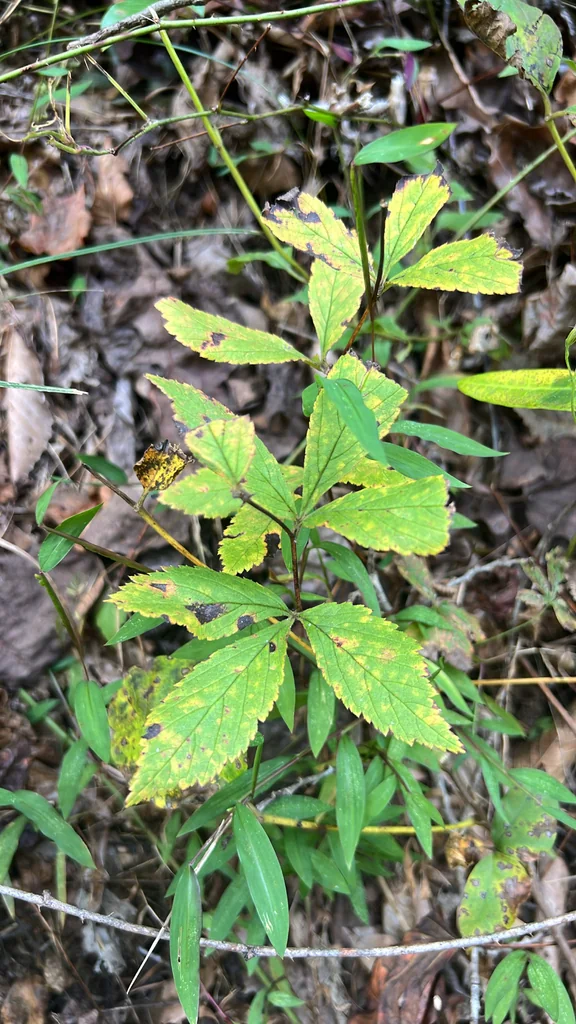 Porteranthus Trifoliatus