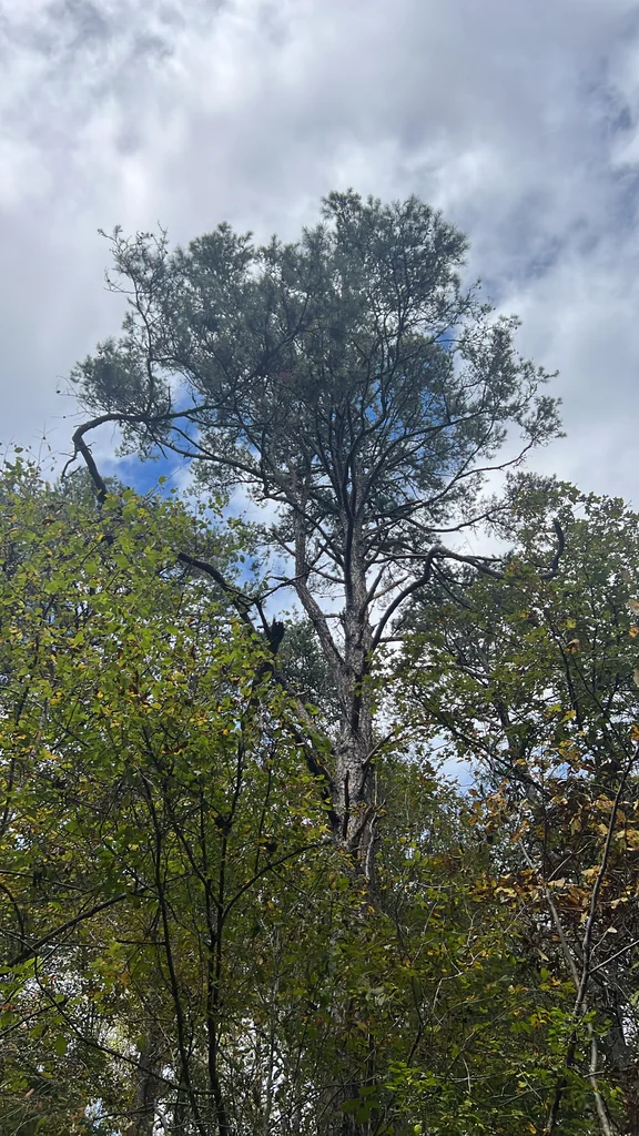 Pinus Echinata