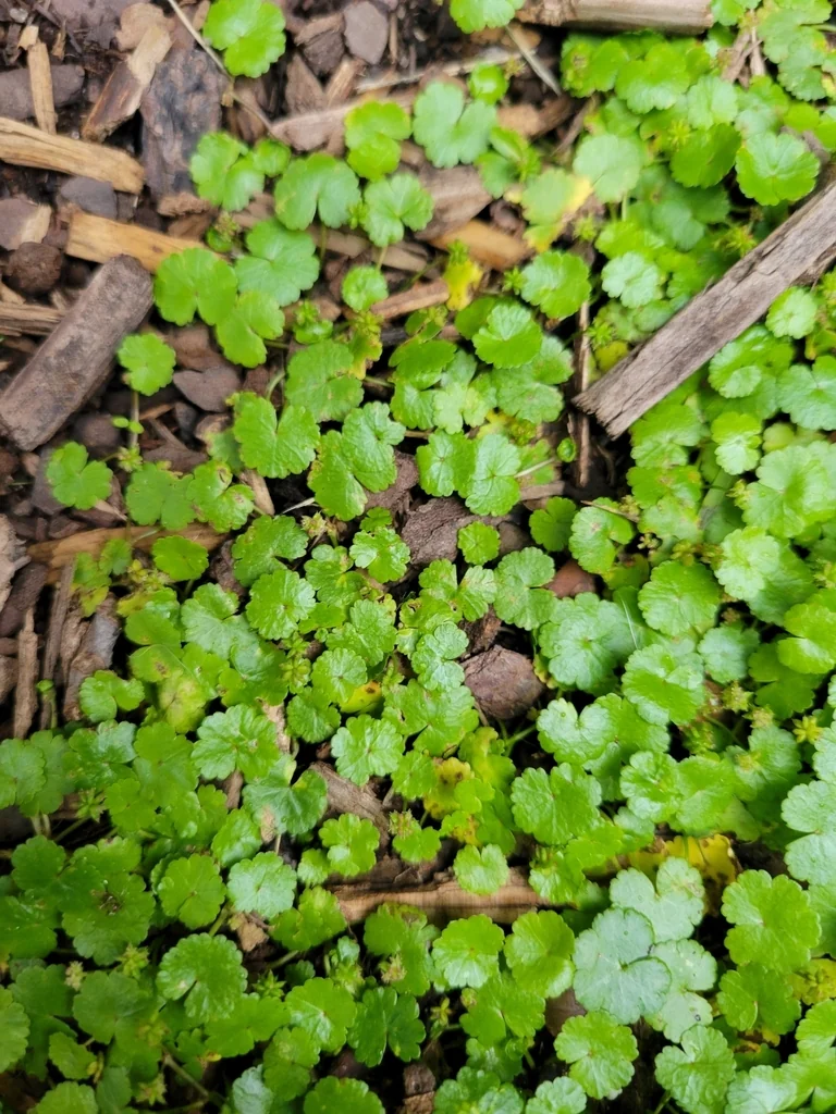 Hydrocotyle Sibthorpioides