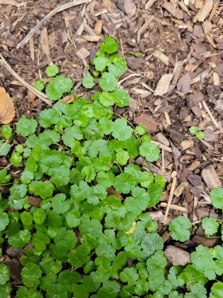 Hydrocotyle Sibthorpioides