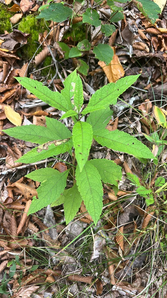 Eupatorium Purpureum